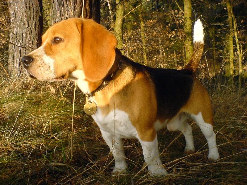 Foto: Ed�k-zaj�ci kde jsi....