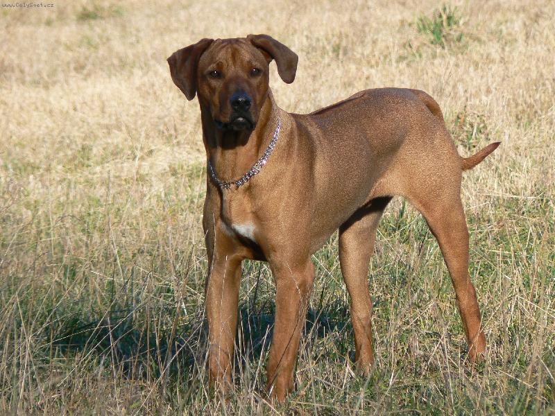 Foto: Zorranek na prochazce-:\)