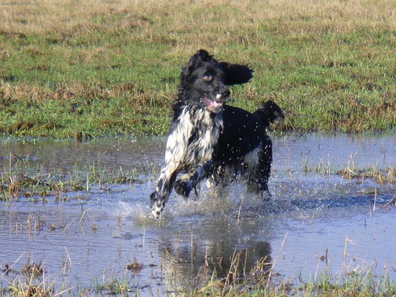 Foto: Benji-miluju vodu! :)