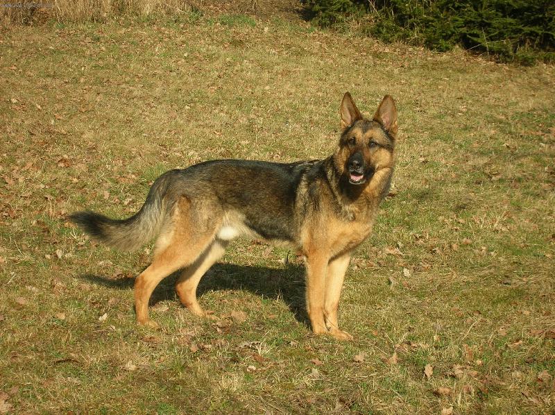 Foto: Charlie-Na proch�zce