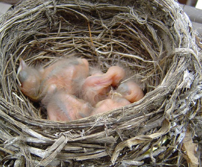 Foto: Mlad� kosi-�erstv� vyl�hl�