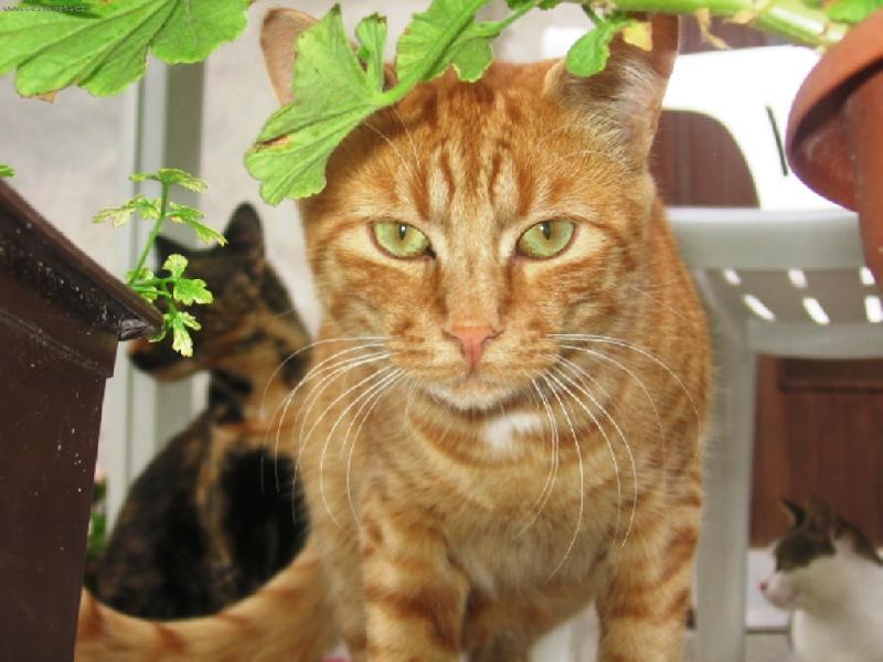 Foto: Pohled �elmy