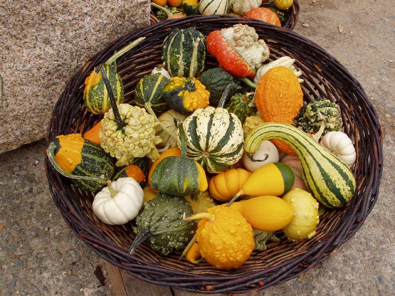 Foto: Podzimn� �roda