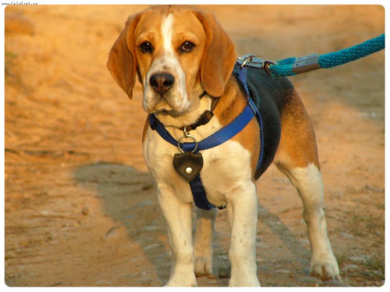 Foto: Ben-Trocha p�zov�n�