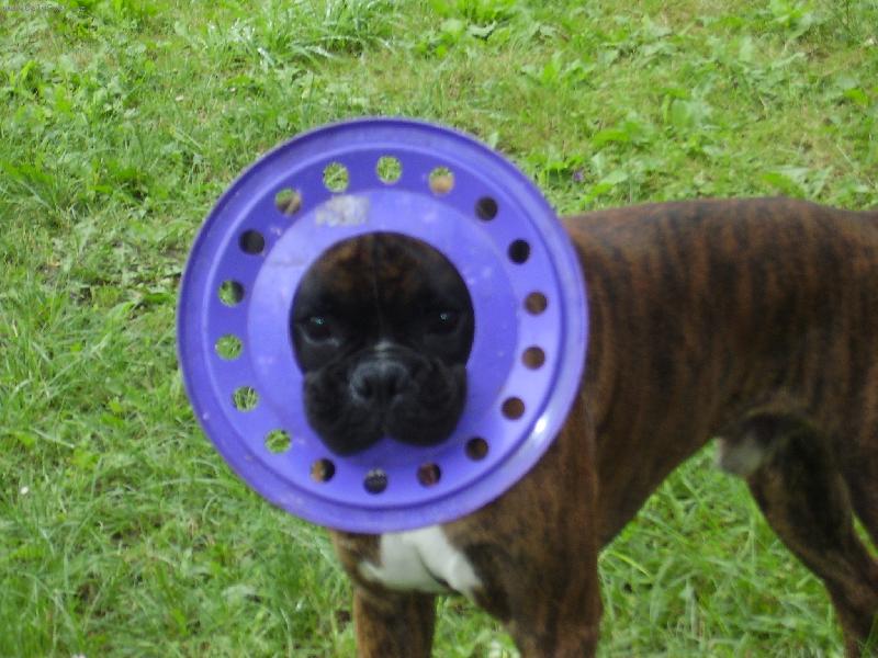 Foto: Slniecko-Boxerik s hrackou :)
