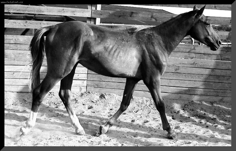 Foto: Taurus-h�ebe�ek moj� sest�enky