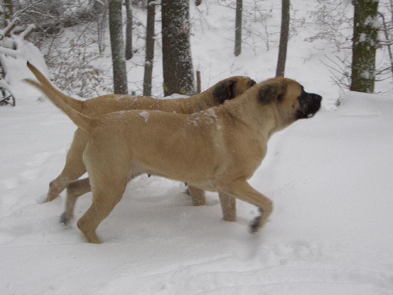 Foto: mastif� aqabely