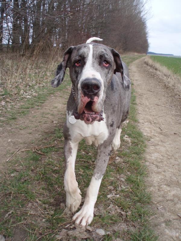 Foto: Bosanka na proch�zce