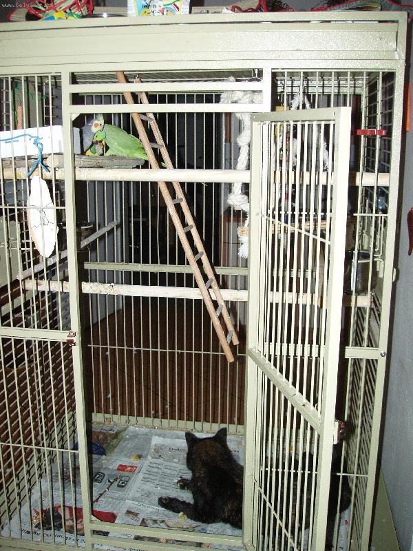 Foto: Ad�lka, Sa�a, Cori-�i�t�n� klece