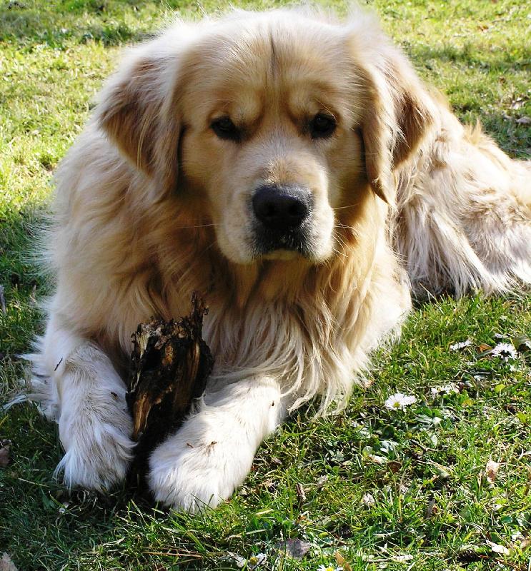 Foto: Gold�-Dobr�ck� kuku�