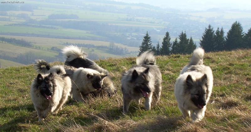 Foto: Sme�ka-Vl�� �picov�