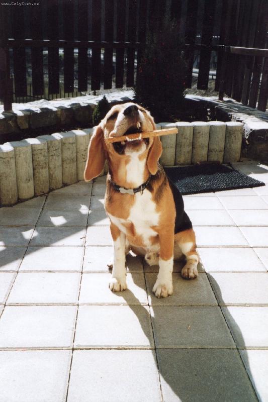 Foto: J� to rozkous�m...