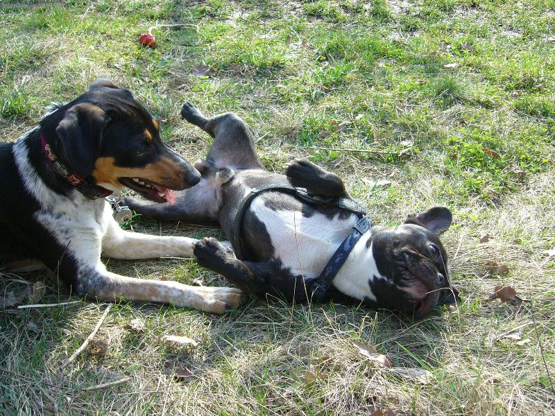 Foto: Blueberry-leno�en�