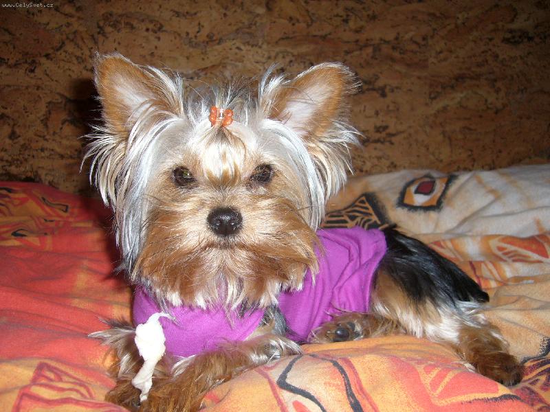 Foto: Ennulka-na�e zlat��ko