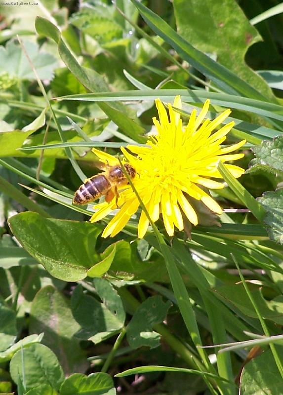 Foto: V�ela-V�ela na pampeli�ce