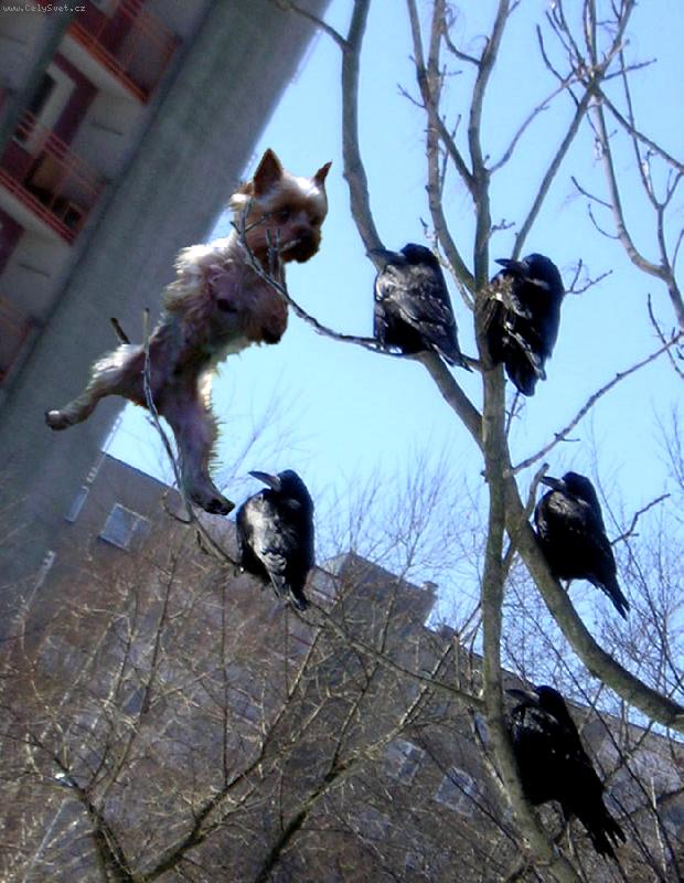 Foto: To kouk� havrane-SUPERSKOK