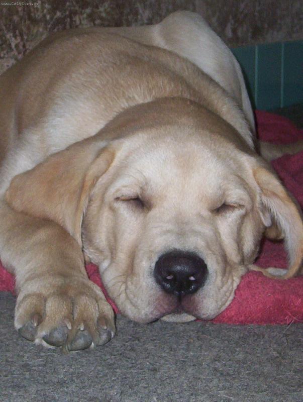 Foto: Max�k-Sladk� sny