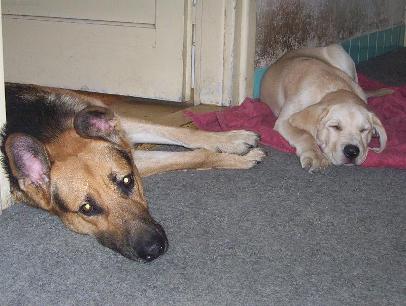 Foto: Max a Argo-poledn� odpo�inek