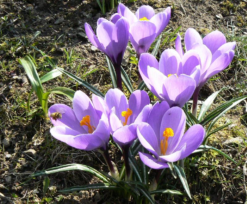 Foto: Krokus-Prvn� n�let !!!