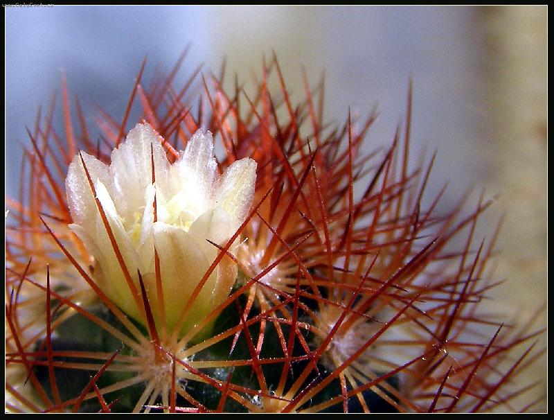 Foto: Kr�sa mezi ostny