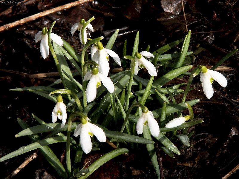 Foto: Sklon�n� hlavi�ky