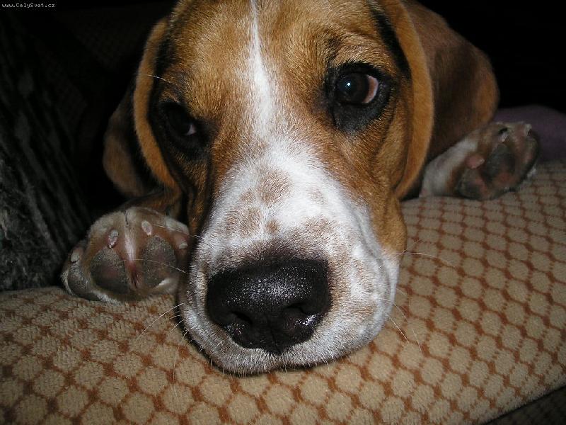 Foto: Bessinka-�um��ek