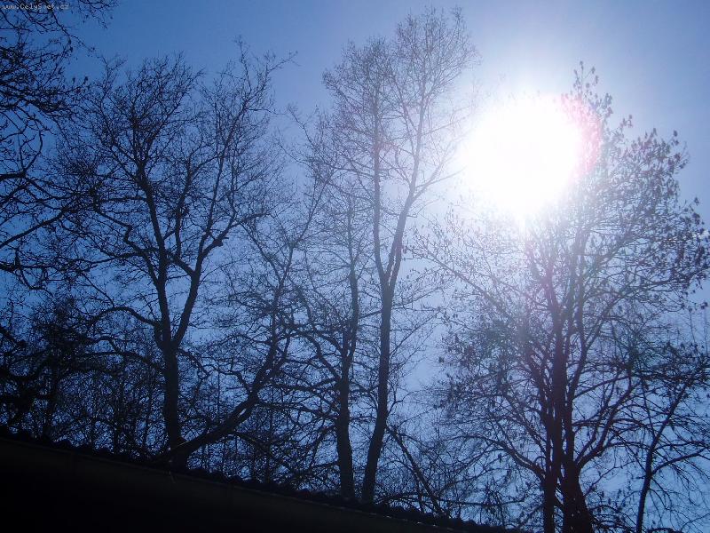 Foto: Slunce mezi stromy