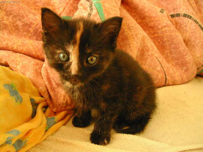 Foto: Quent�sek-N� mal� parag�n ;o)