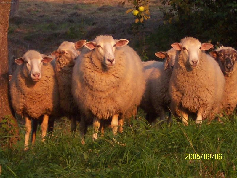 Foto: Moje zlat��ka