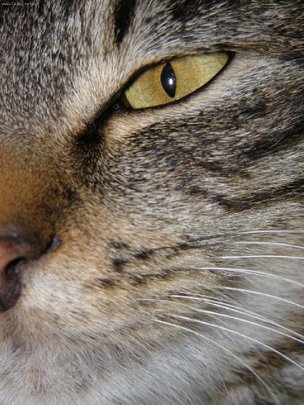 Foto: Pohled do ko�i��ho sv�ta...