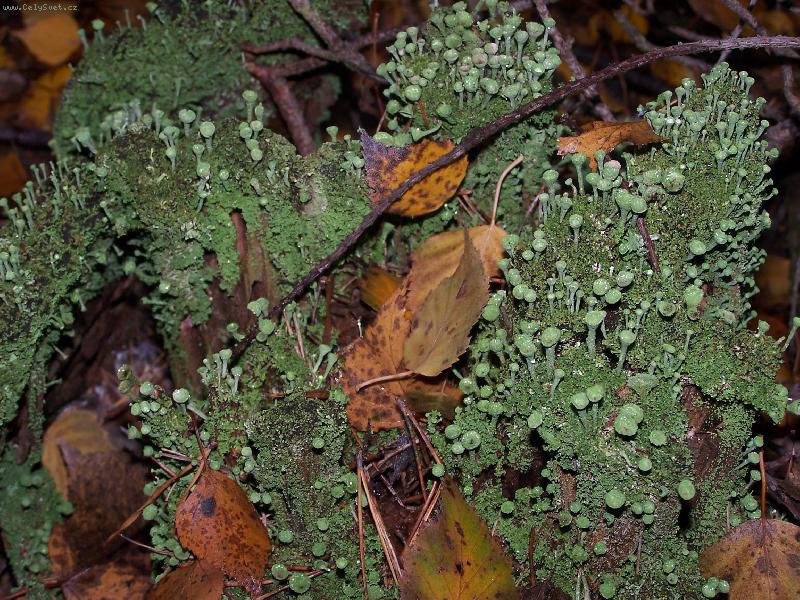 Foto: H�DEJ, H�DEJ HADA�I-CO TO JE? - Je to pa�ez v lese