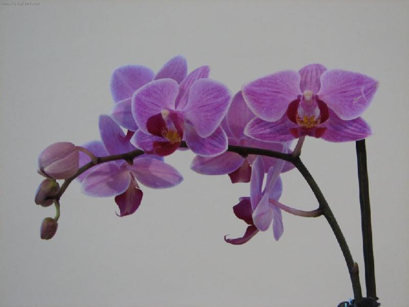 Foto: Moje prvn� orchidej