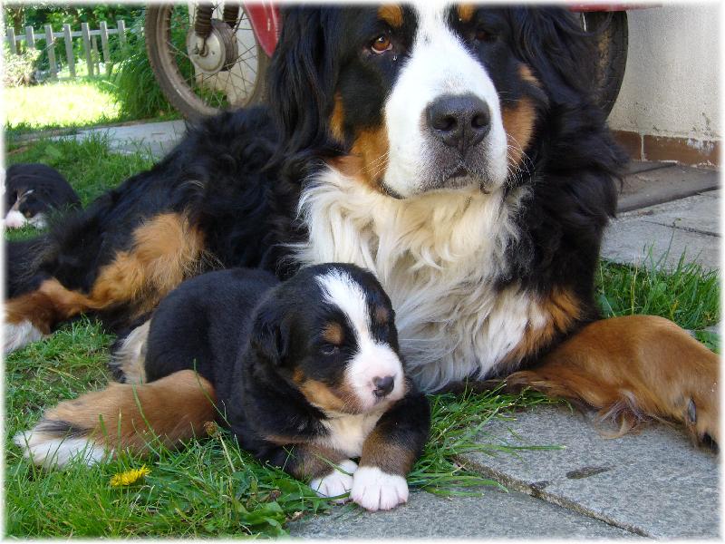 Foto: Amadeus a Bellalinda