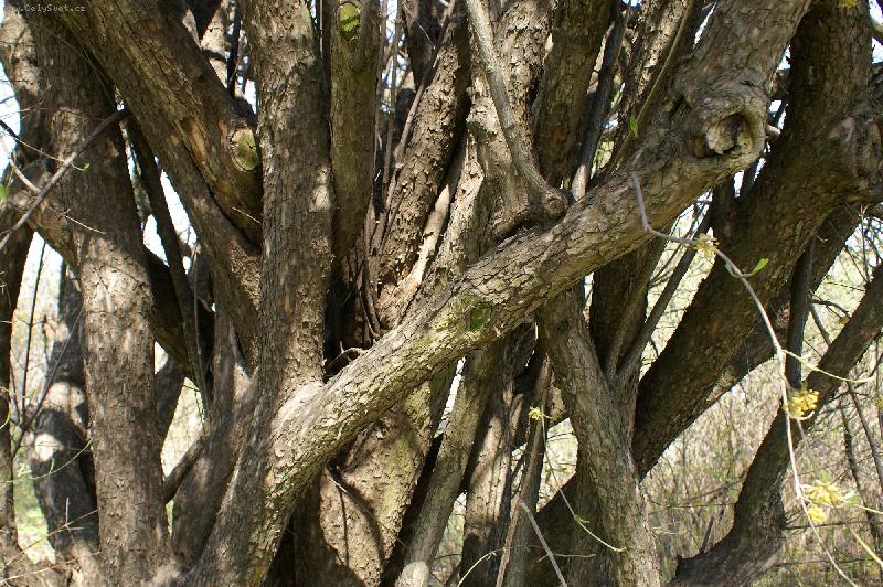 Foto: P��rodn� poml�zka?