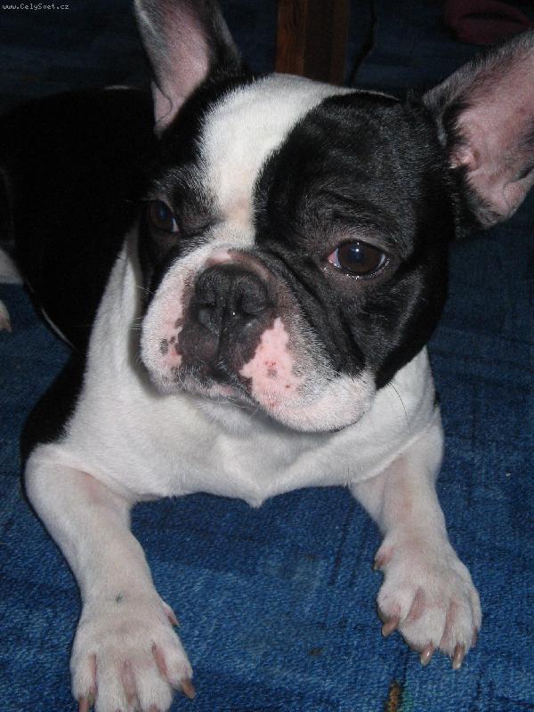 Foto: Grecco-N� mil��ek