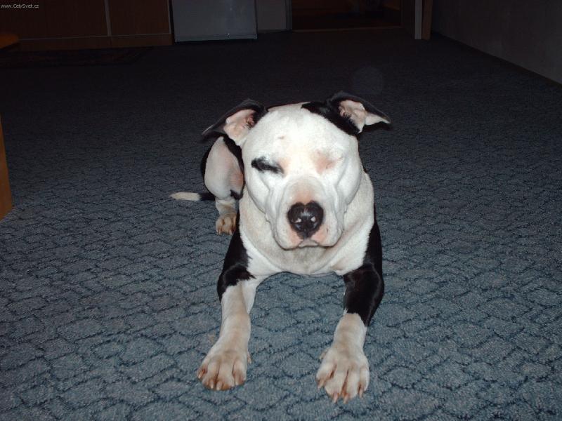 Foto: Fido