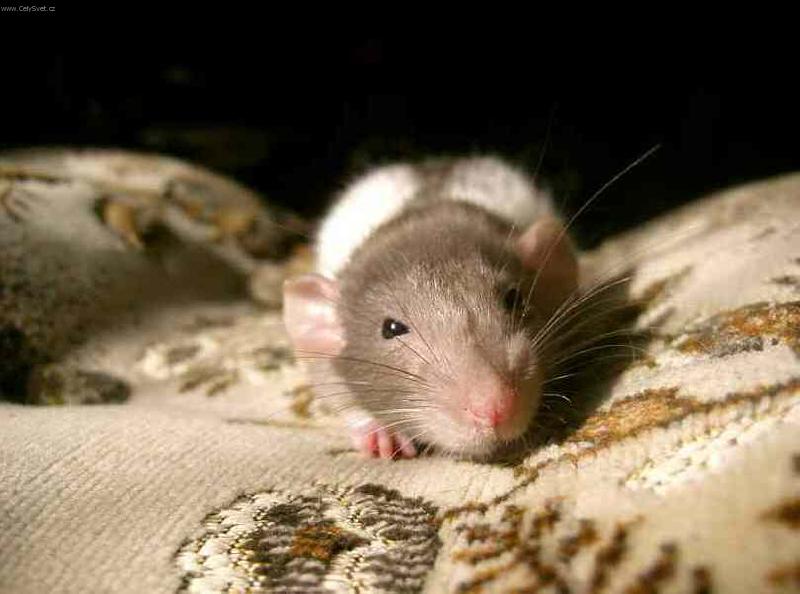 Foto: Moby-potkan Moby