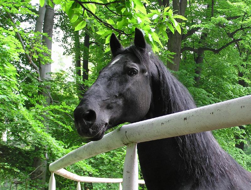 Foto: �ern� kladrubsk� h�ebec (klabonos�)-s�m v ohrad�