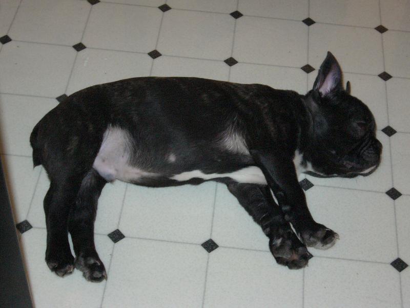 Foto: Blueberry