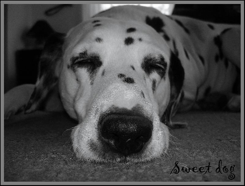 Foto: Sweet dog-m�j pes