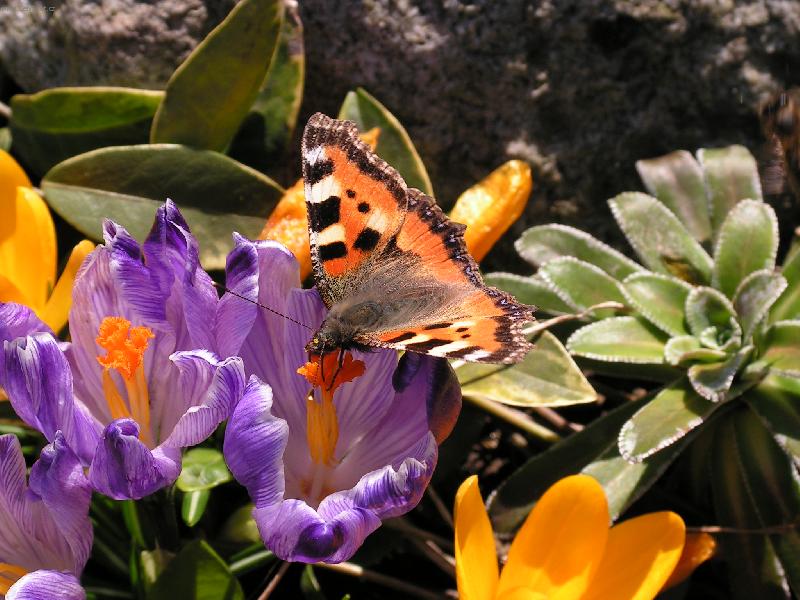 Foto: Jeden dou�ek nektaru a let�m