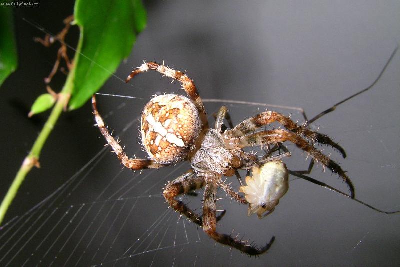 Foto: K�i��k-Ko�ist