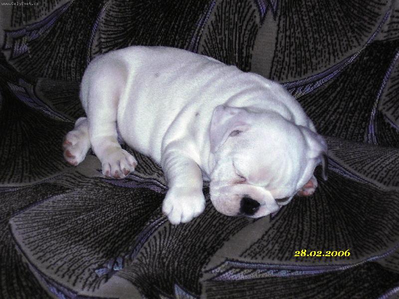 Foto: Chupy, chrupy