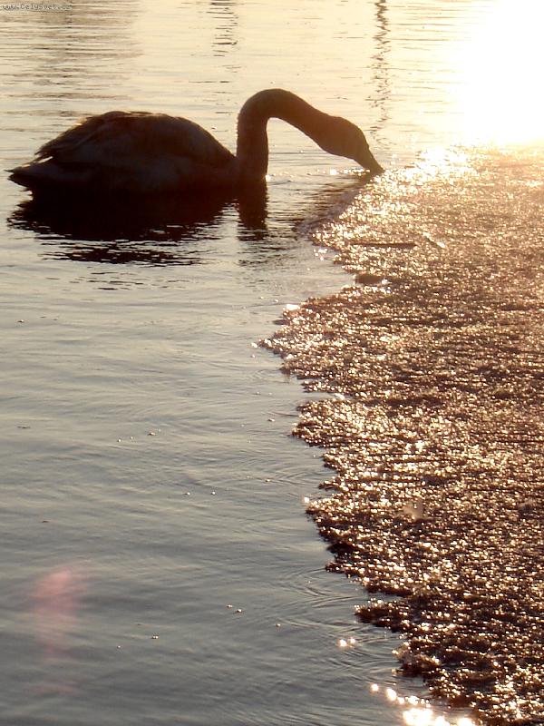 Foto: �ivot tepl� i studen�