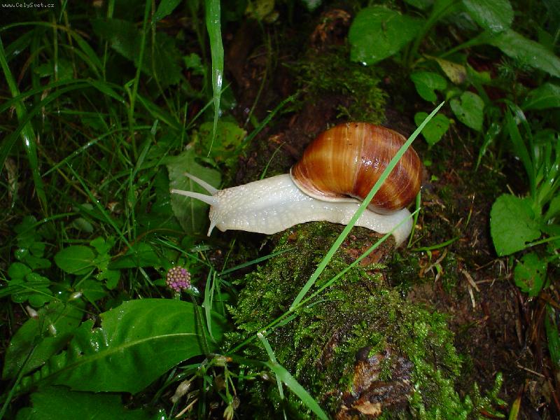 Foto: �ne�ku, �ne�ku