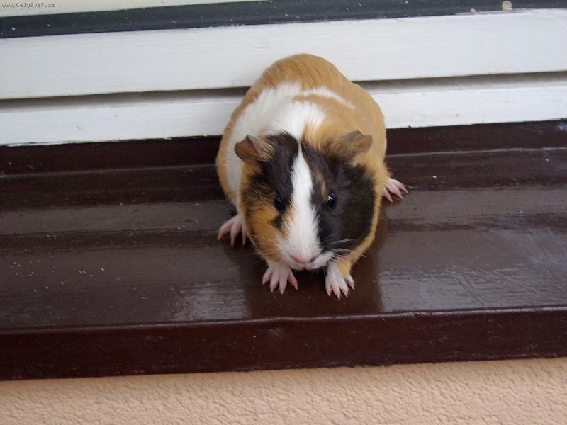 Foto: hn�d�sek-mil��ek d�t�