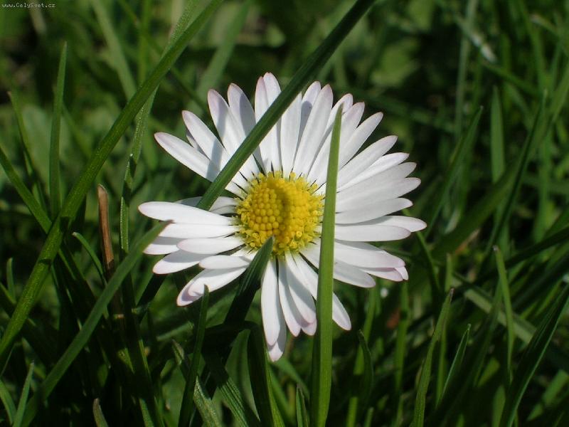 Foto: Sedmikr�ska
