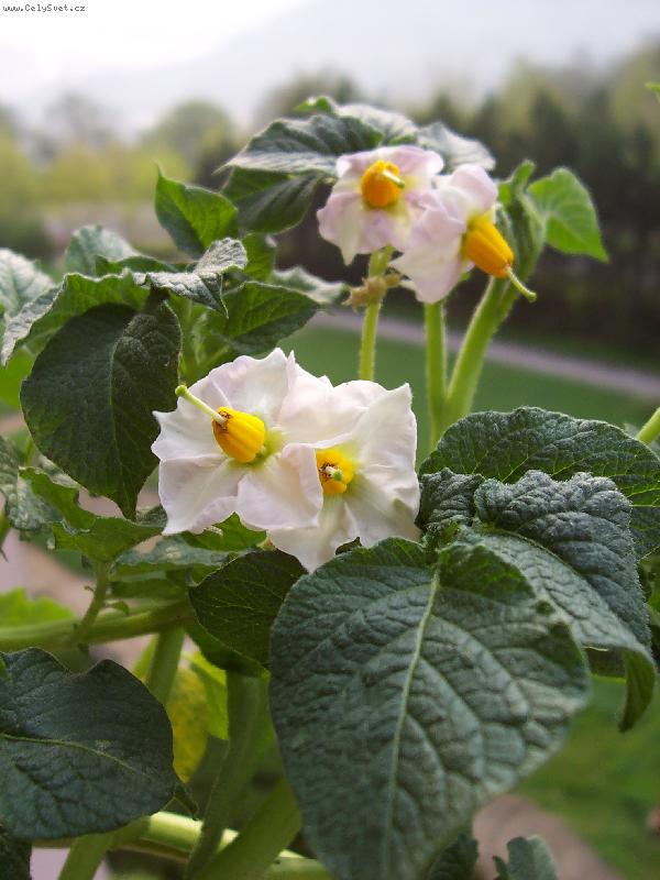 Foto: solanum-...co je to?