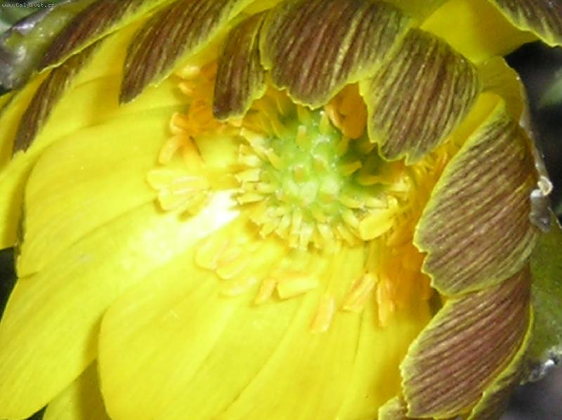 Foto: oslun�n� kv�t