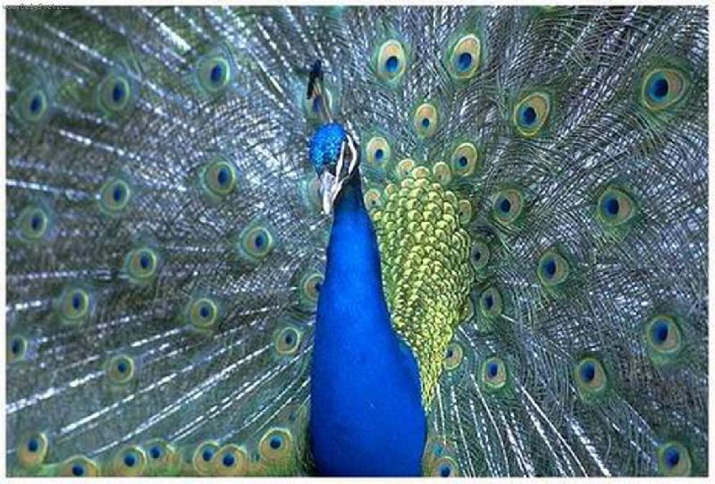 Foto: P�v v jarn�m kab�t�